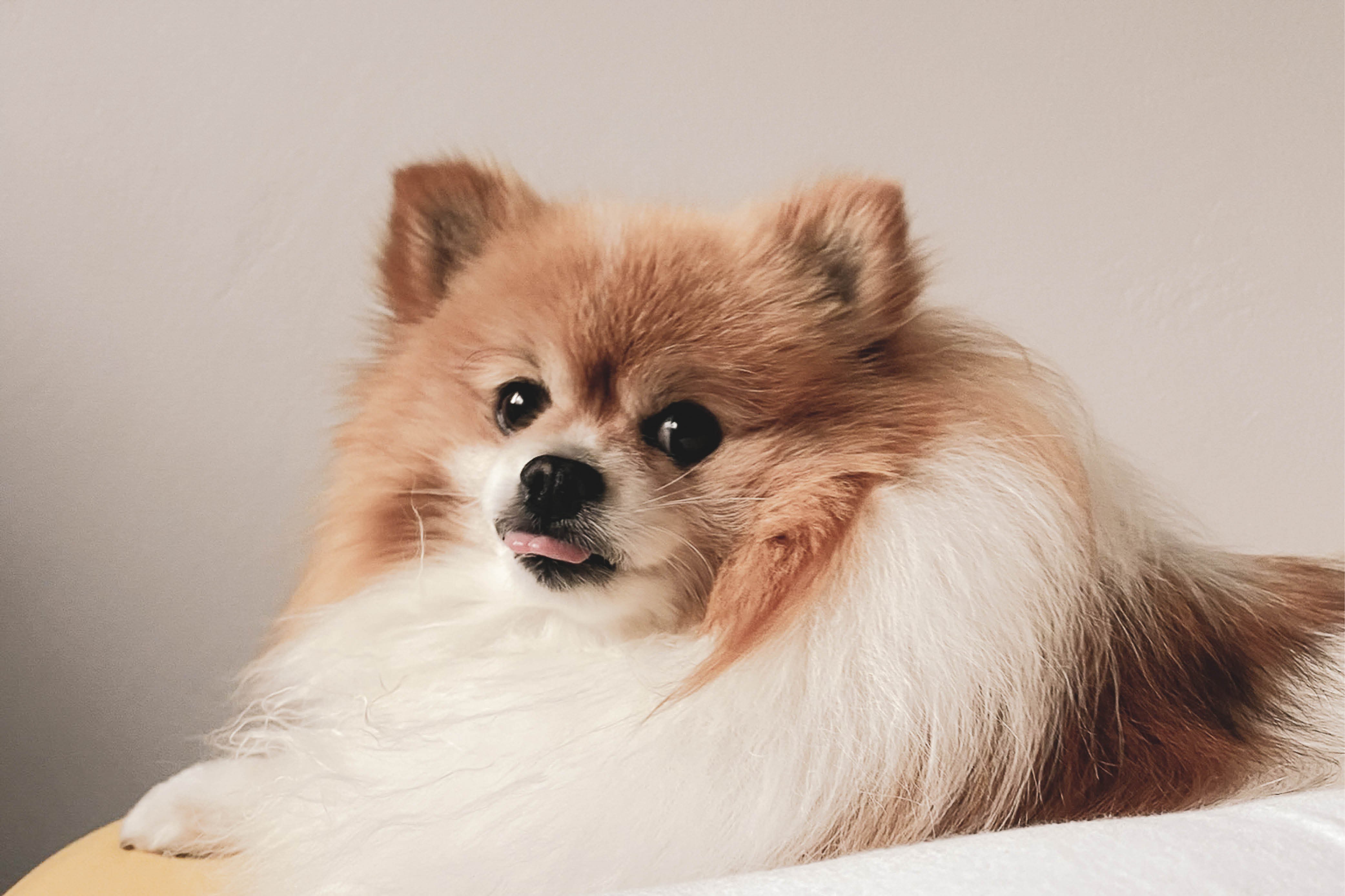 hallhart-barkitecture7